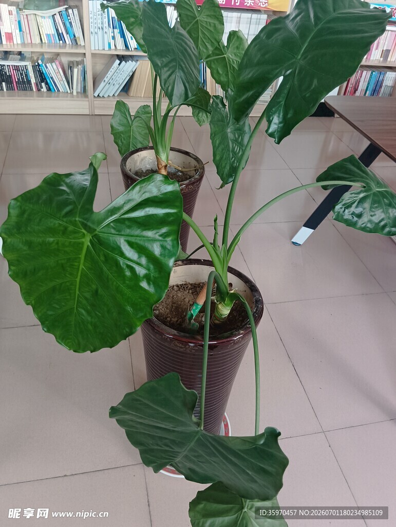 室内大型绿植盆栽