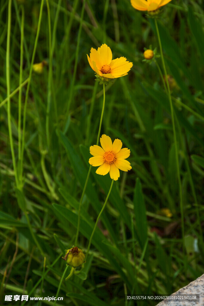 金鸡菊