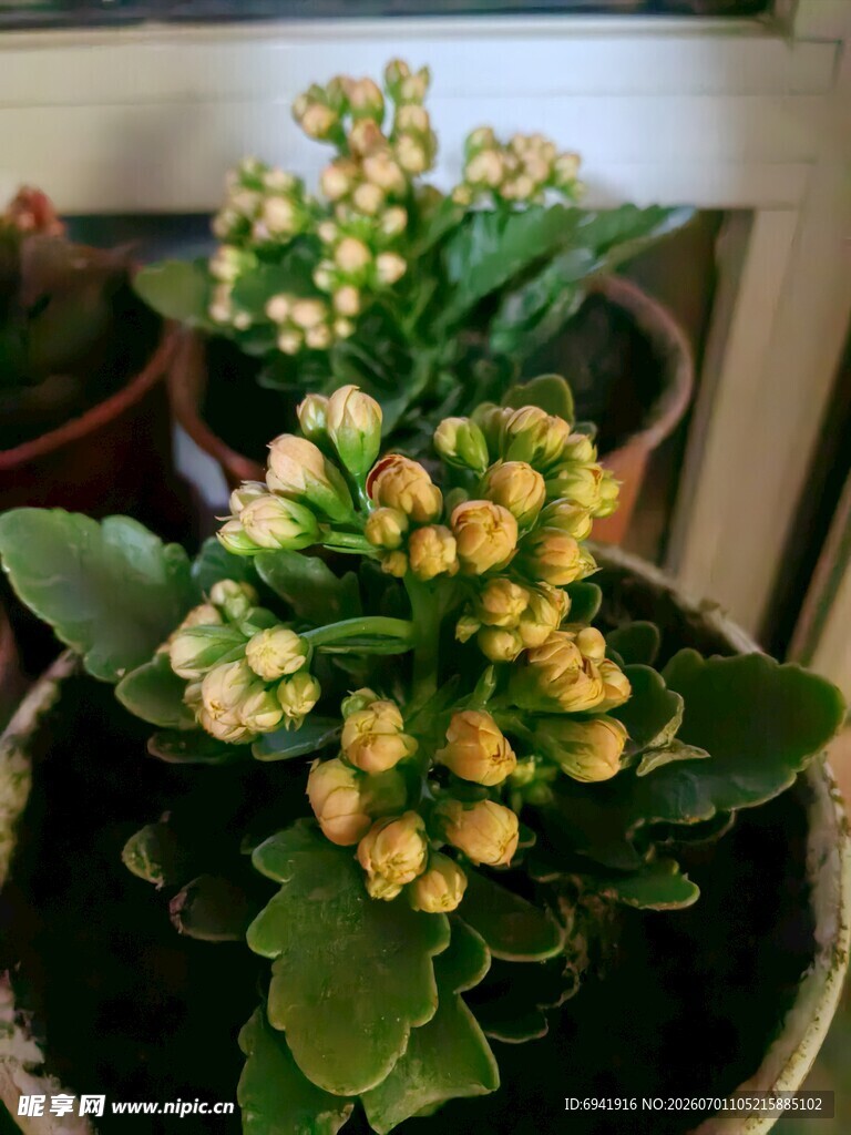 金黄长寿花盆栽