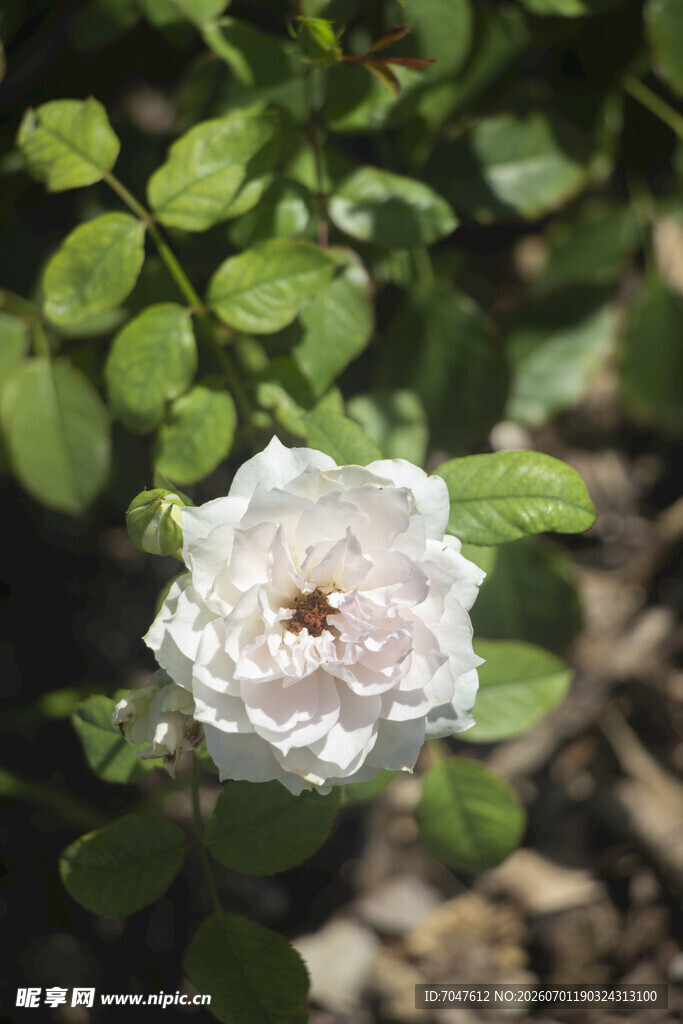 白色蔷薇花绽放于绿叶间