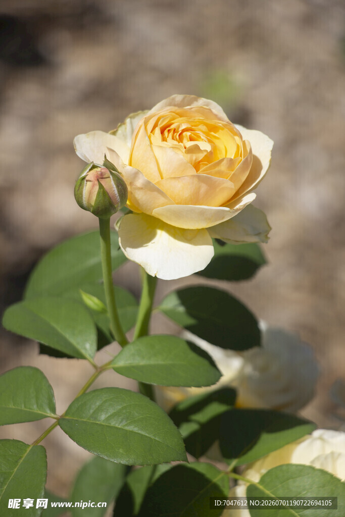 黄色月季花