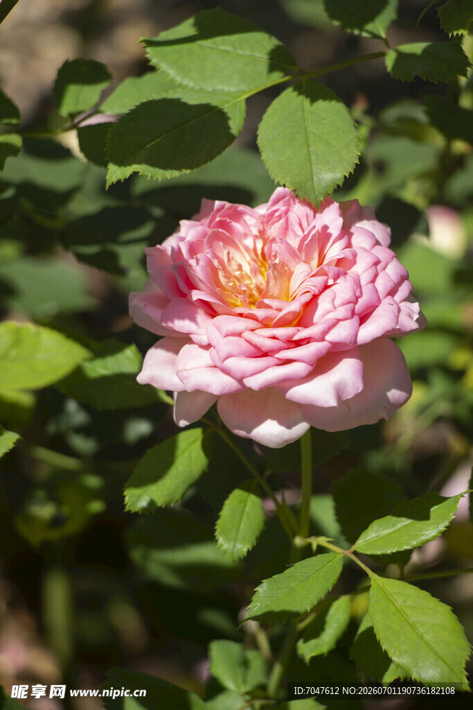 粉色月季花