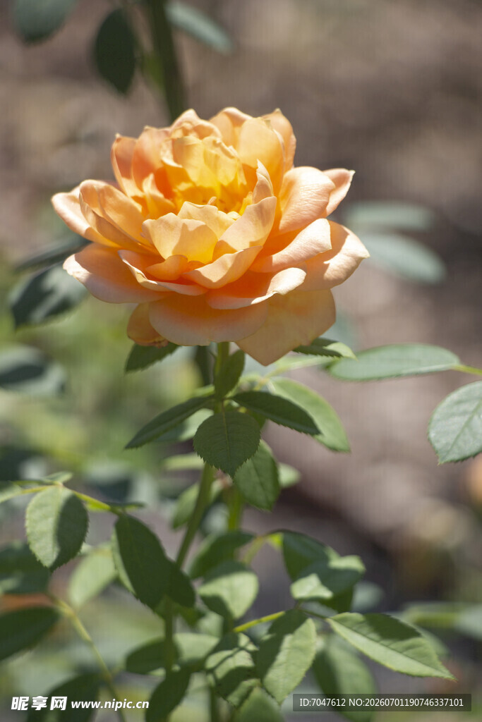 橙黄色娇艳月季花