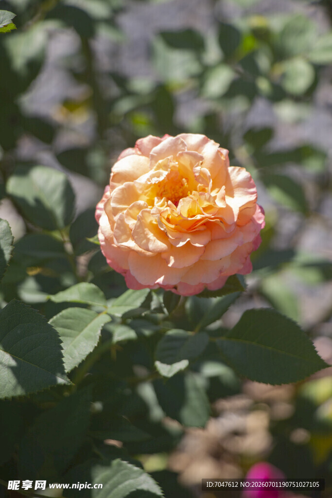 娇艳粉色月季花特写