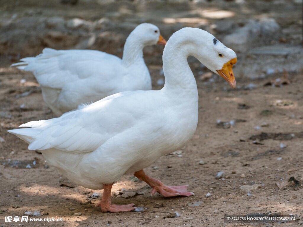 两只白鹅在地面行走