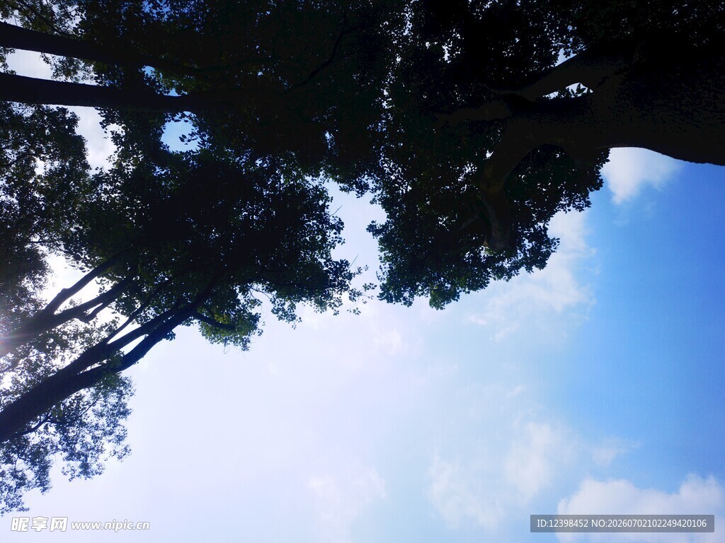 仰望蓝天中的繁茂树林