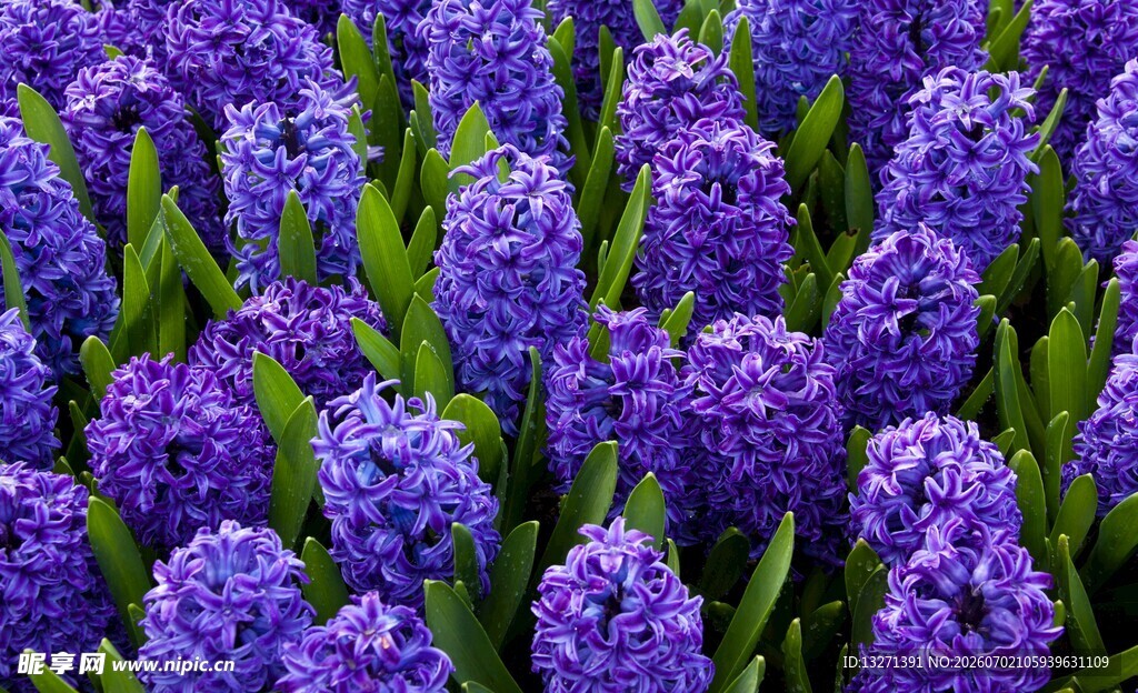 紫色风信子花海烂漫