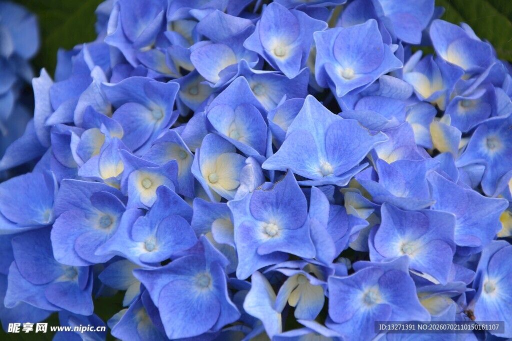 蓝色绣球花特写