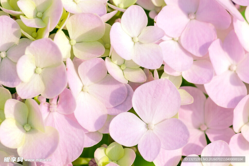 粉色绣球花特写