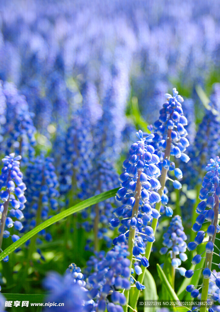 蓝紫色葡萄风信子花海