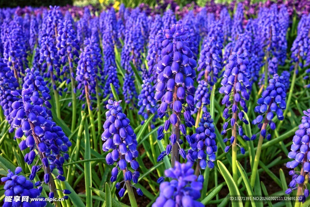 紫色风信子花海