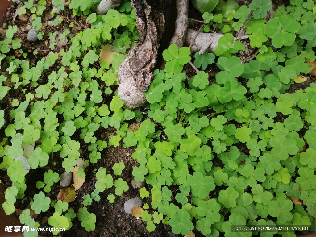 树下翠绿繁茂的蔓生植物