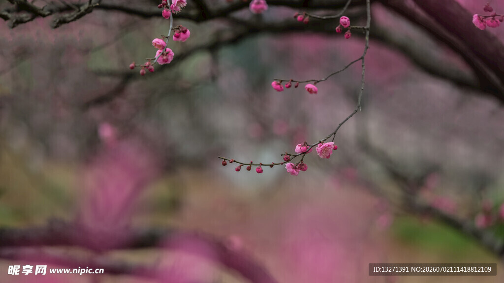 梅花