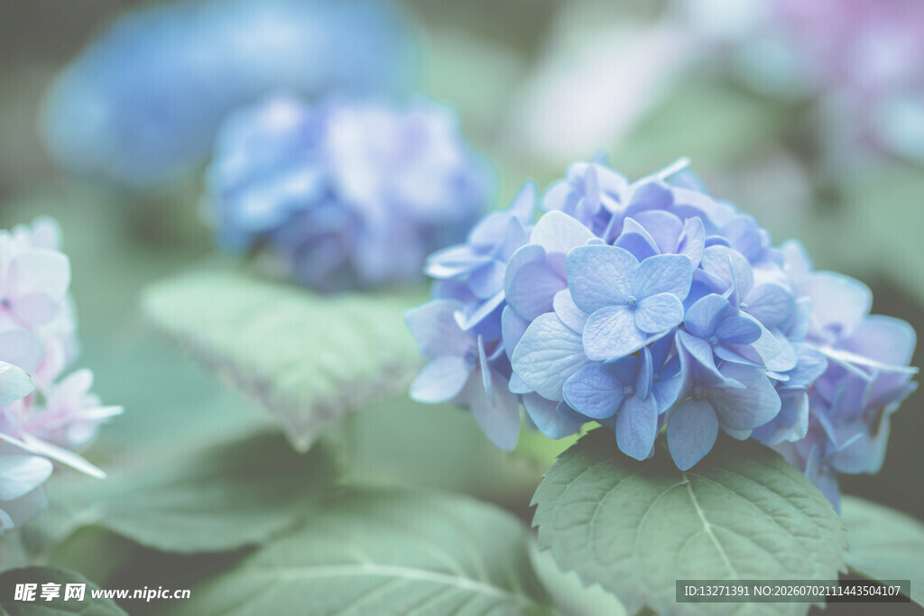 蓝绣球花特写