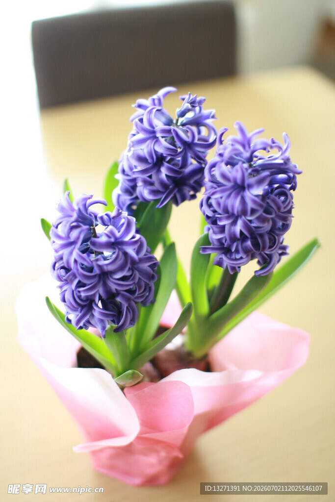 紫色风信子花束