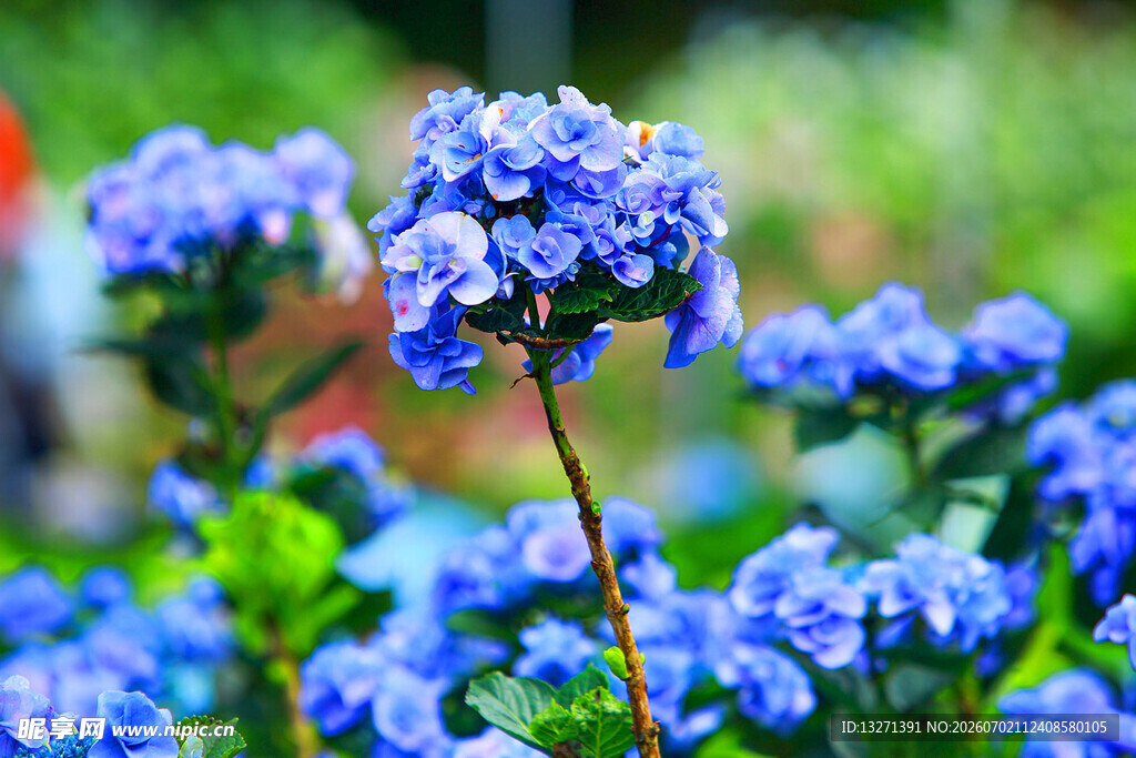 蓝紫色绣球花绽放美景