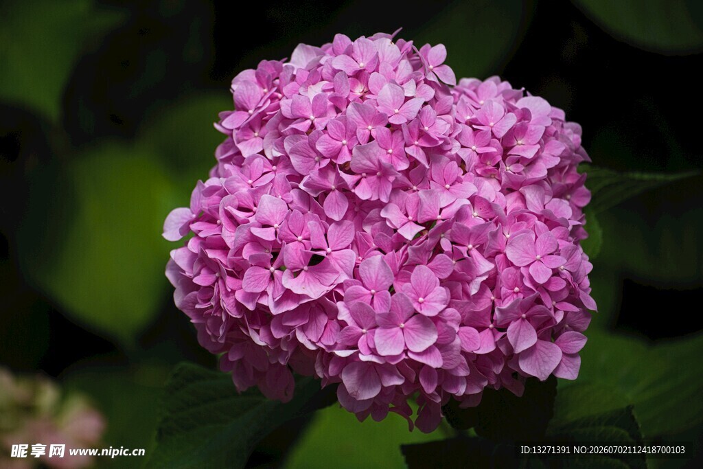 粉色绣球花特写
