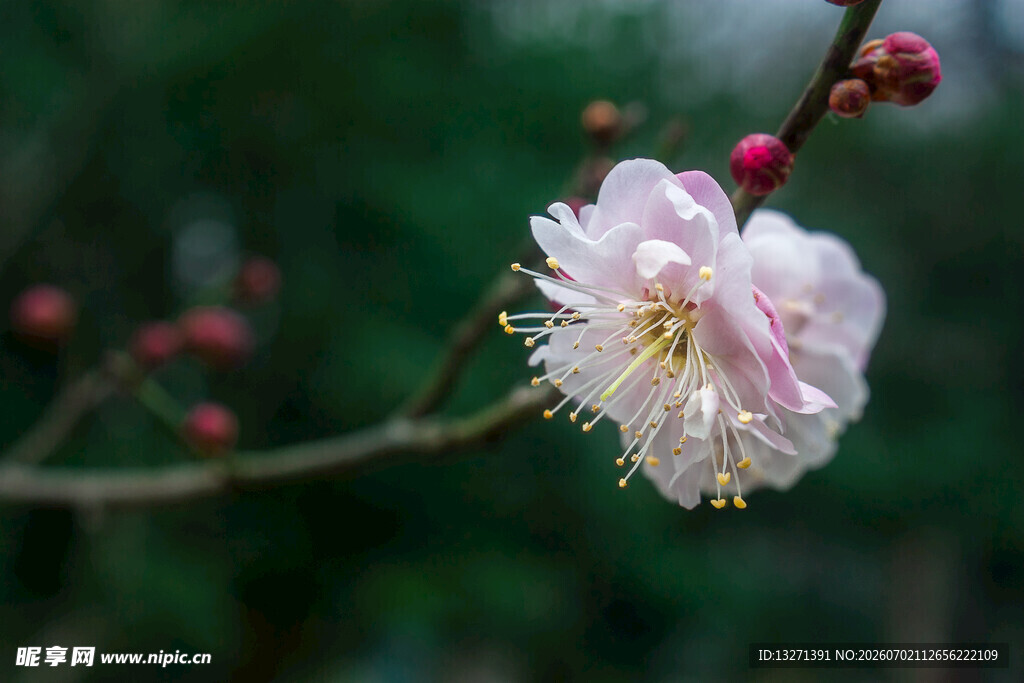 枝头绽放的粉嫩梅花