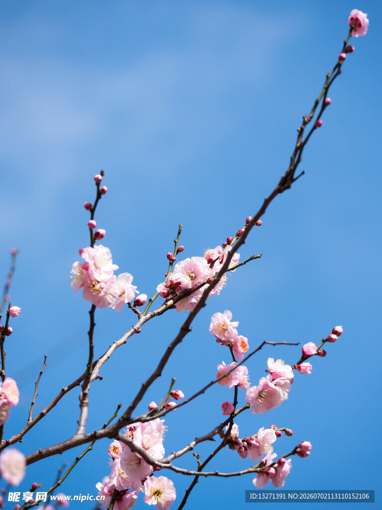 蓝天映衬下的粉嫩花枝