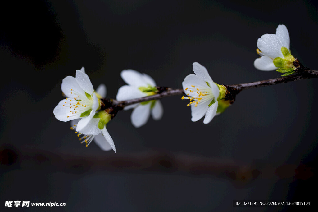 梅花