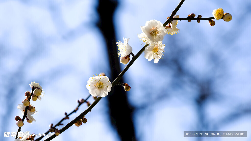 枝头绽放的素雅白梅花