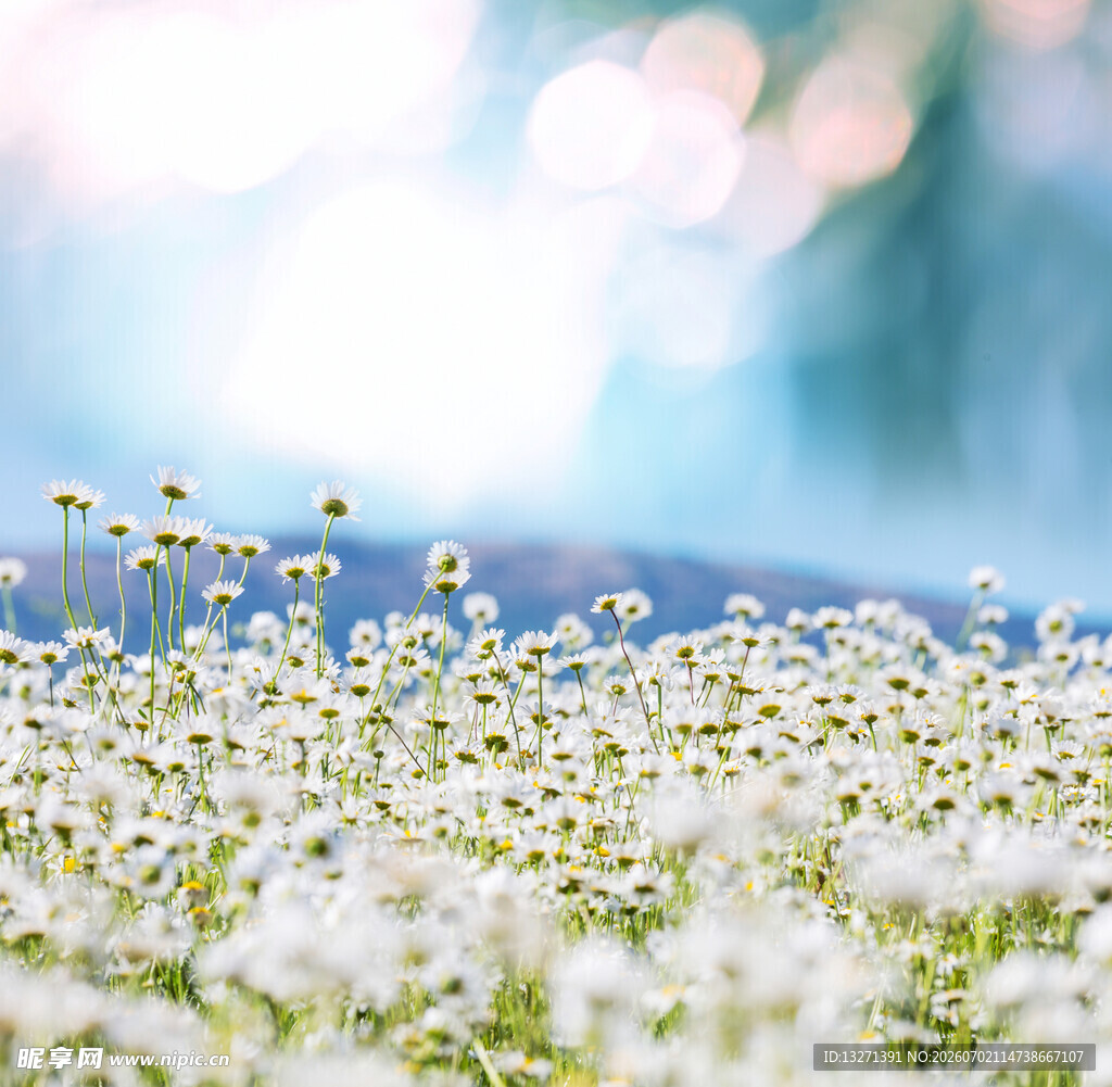 春日烂漫小白花绽放美景