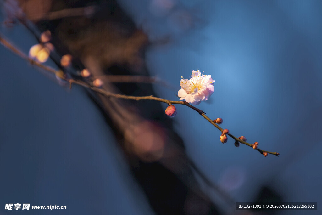 枝头绽放的粉嫩桃花