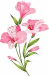 石竹花矢量