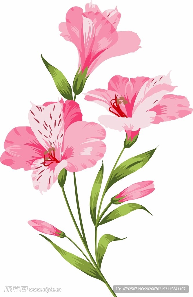 石竹花矢量