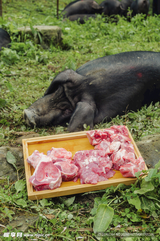 黑猪与新鲜猪肉摆于草地