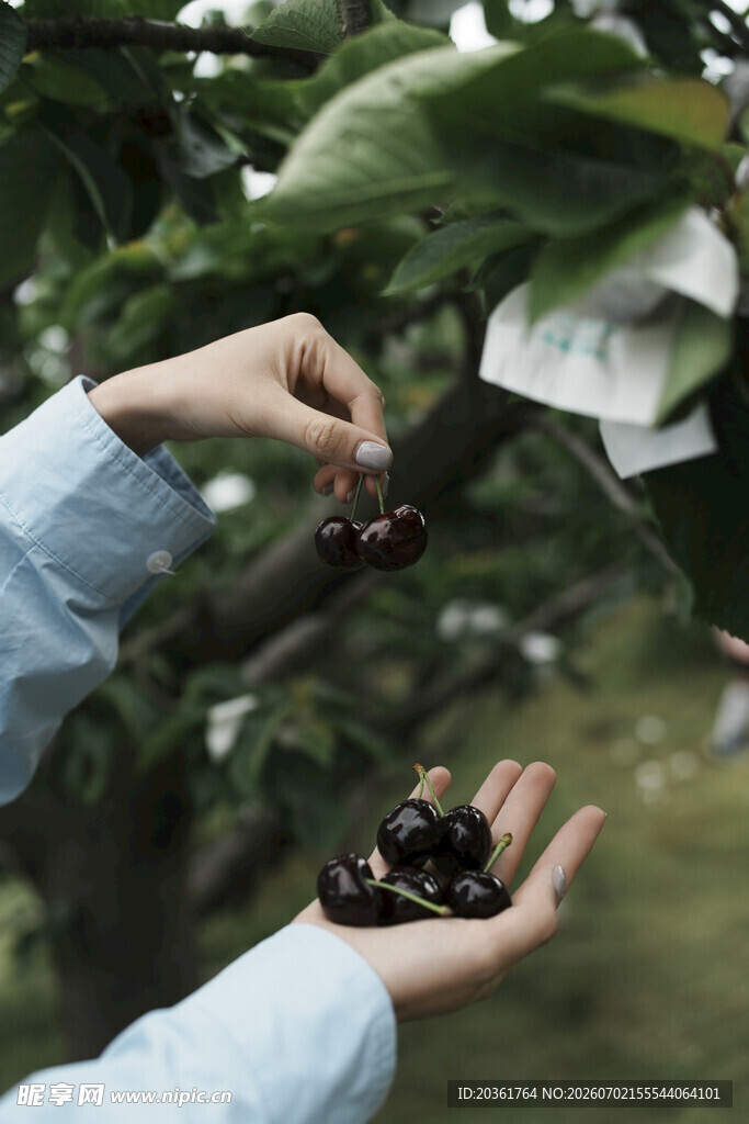 手摘新鲜黑樱桃