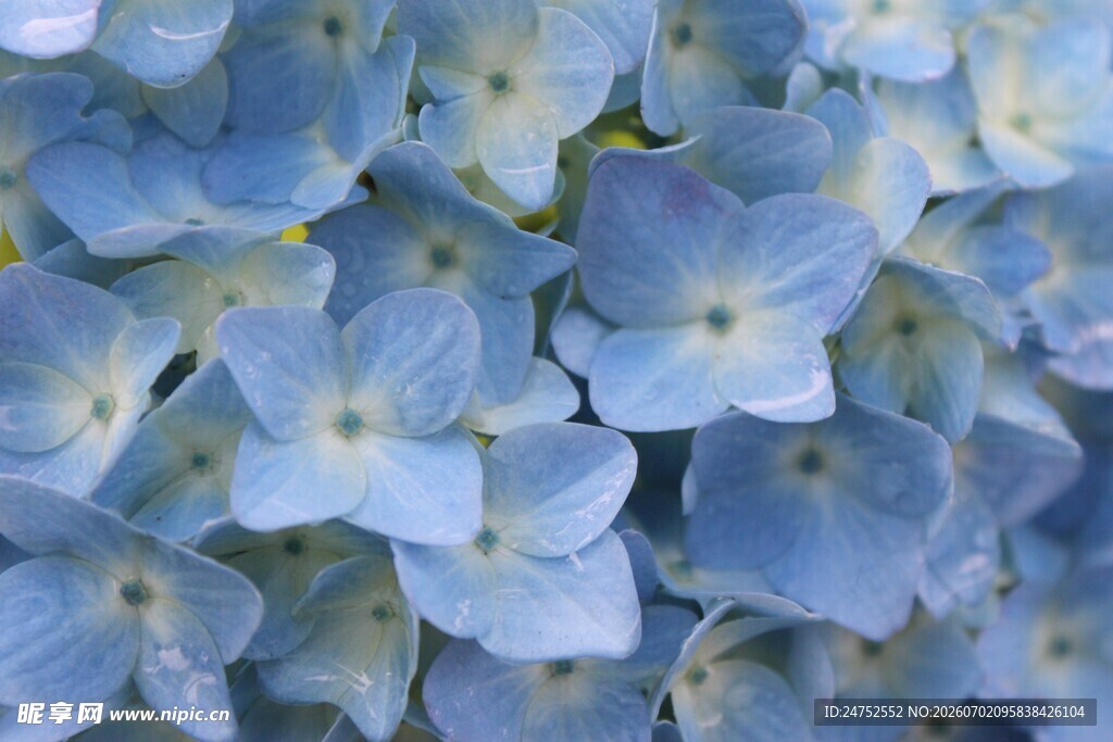 蓝色绣球花特写