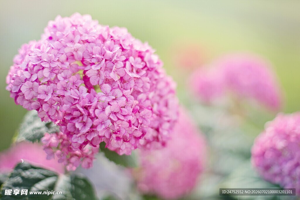 粉色绣球花特写