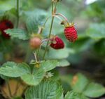 野草莓植株上的鲜红果实