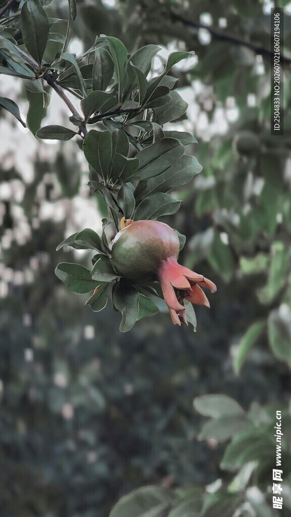 枝头绽放的娇艳石榴花