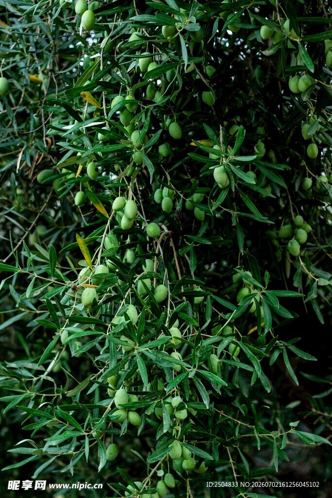 翠绿繁茂的植物枝叶