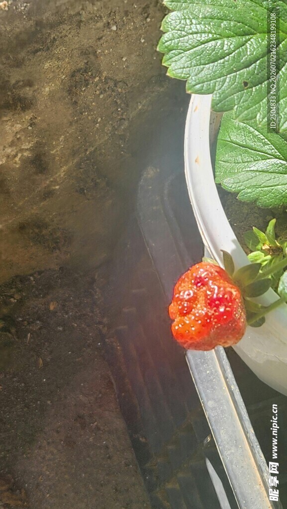 娇艳红果与绿叶的邂逅