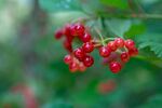红果 树枝 绿色 果实 植物 