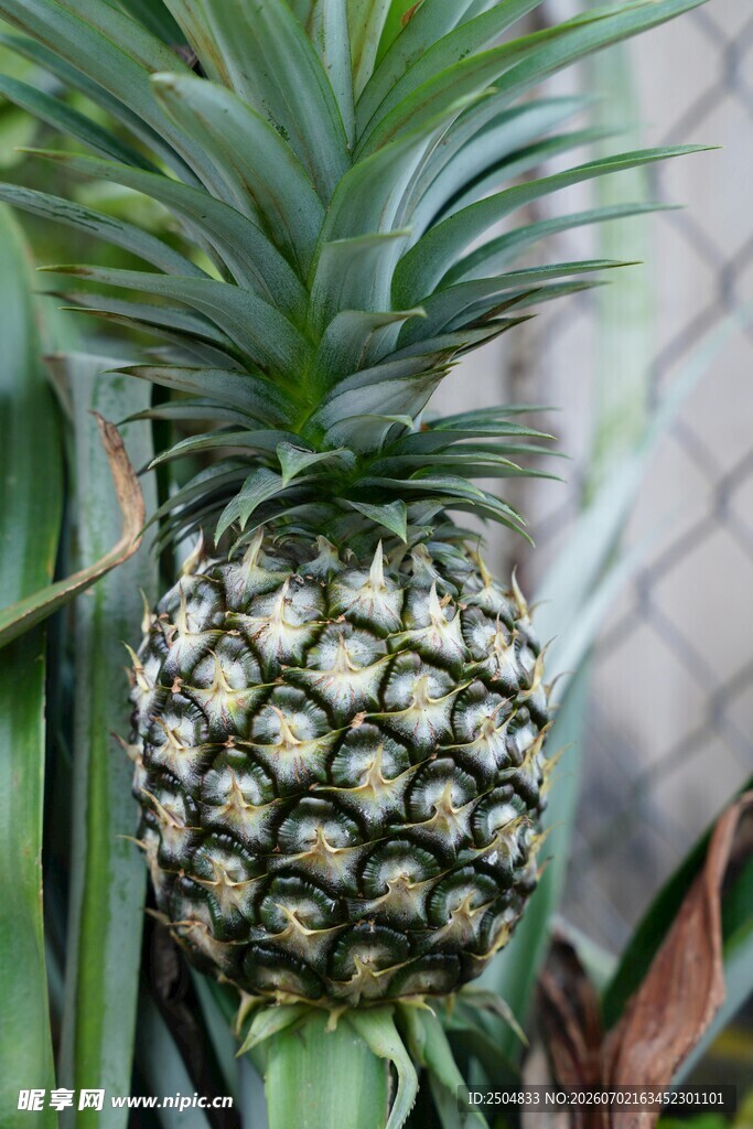 成熟的菠萝果实特写