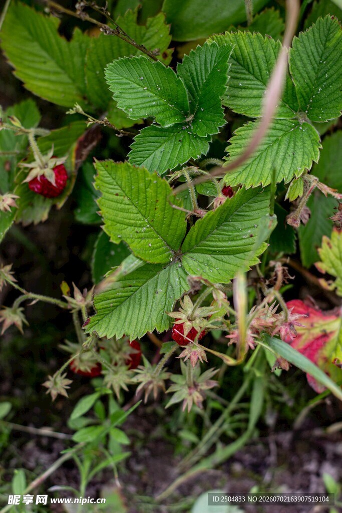 草莓植株与未成熟果实