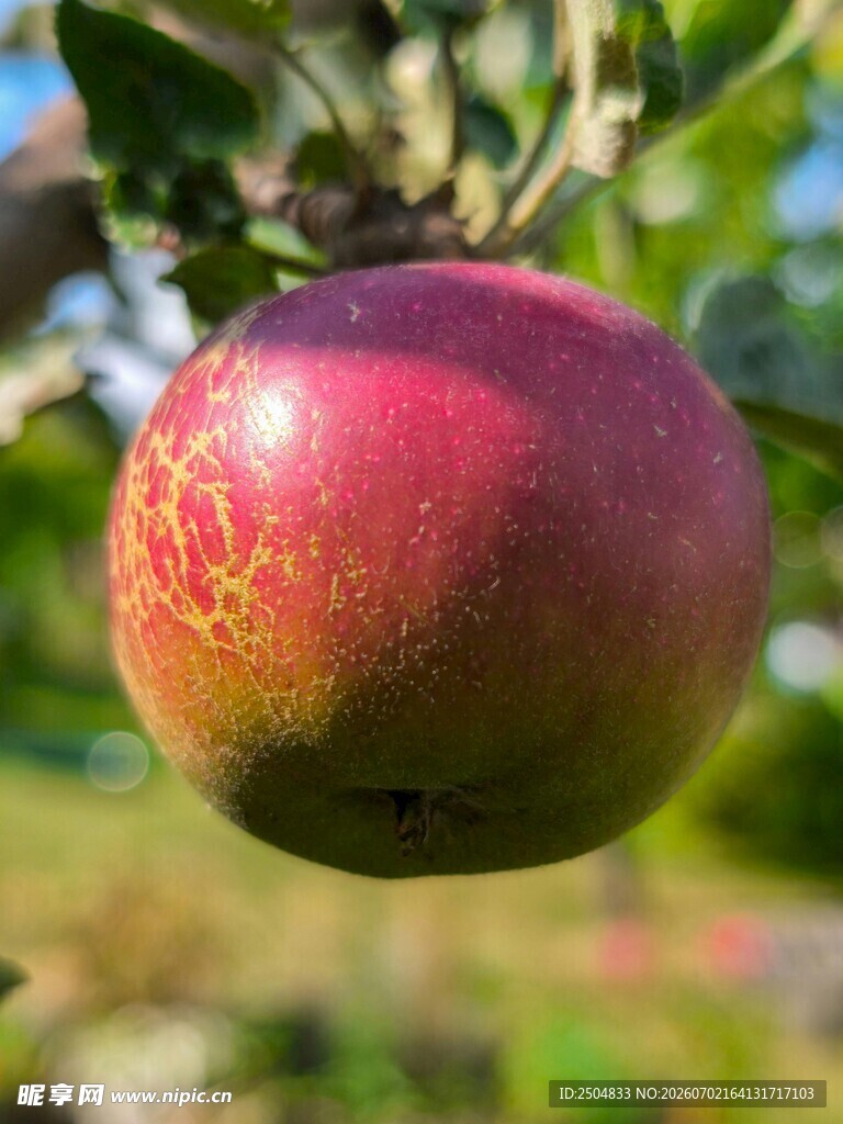 枝头红苹果特写