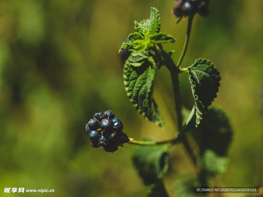 黑桑葚 枝头 绿叶 果实 植物