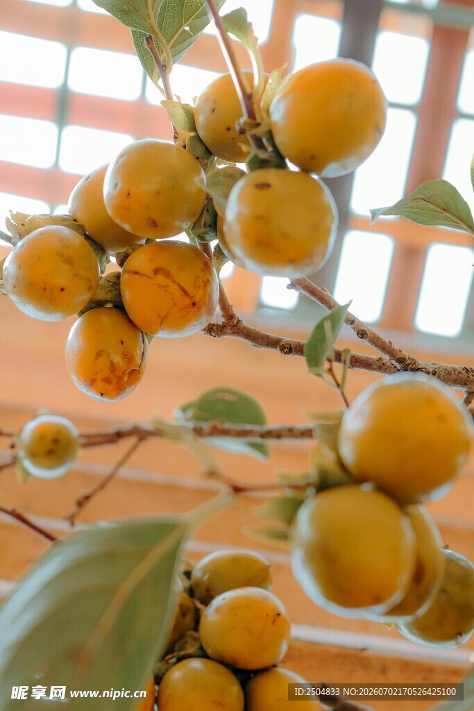 枝头金黄柿子果实饱满