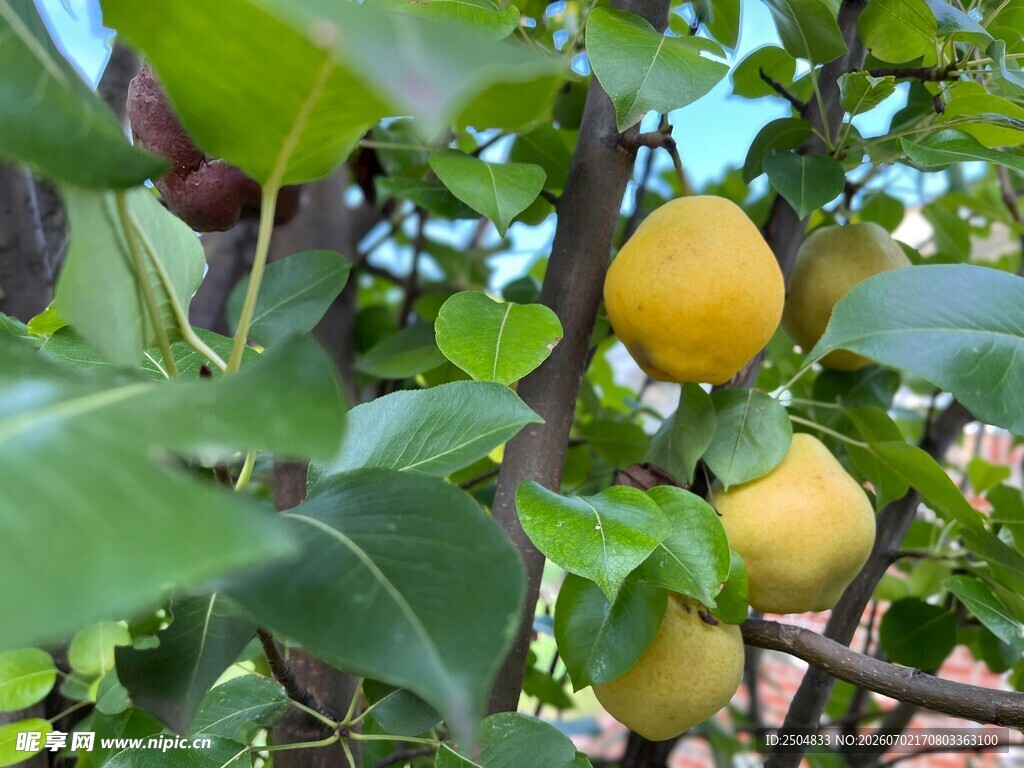 树上挂着的鲜黄柠檬