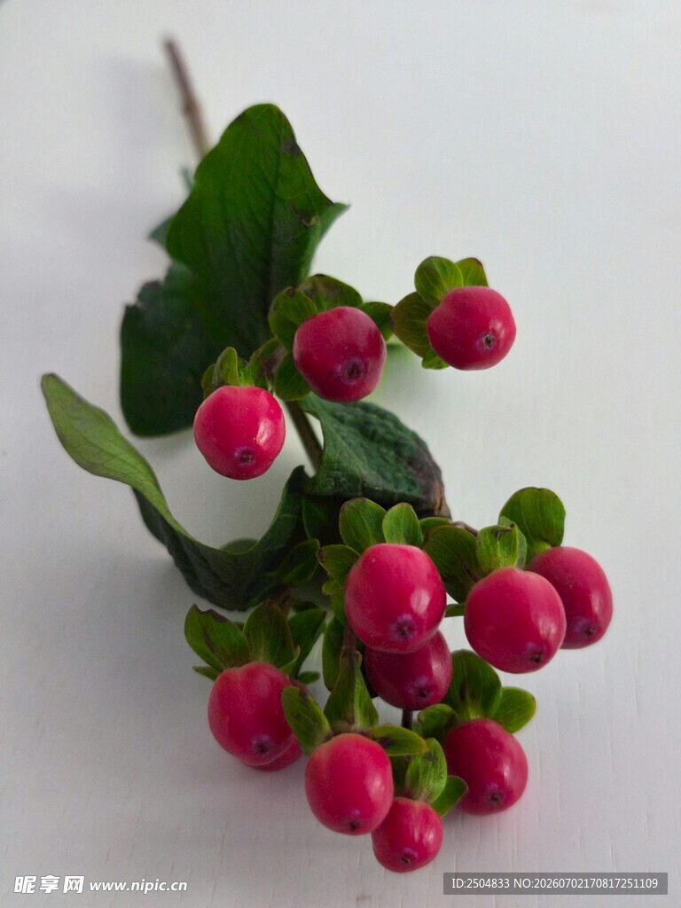 粉色浆果绿叶装饰植物