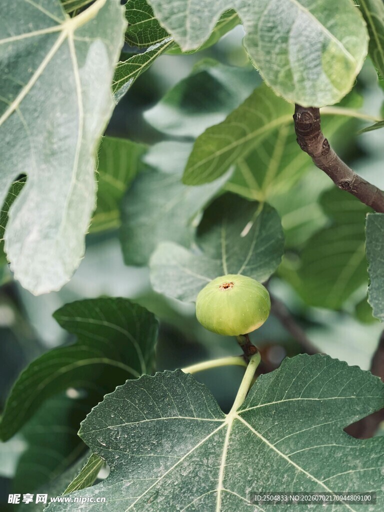 枝头青无花果
