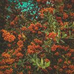 火棘果 绿叶 植物 果实 色彩
