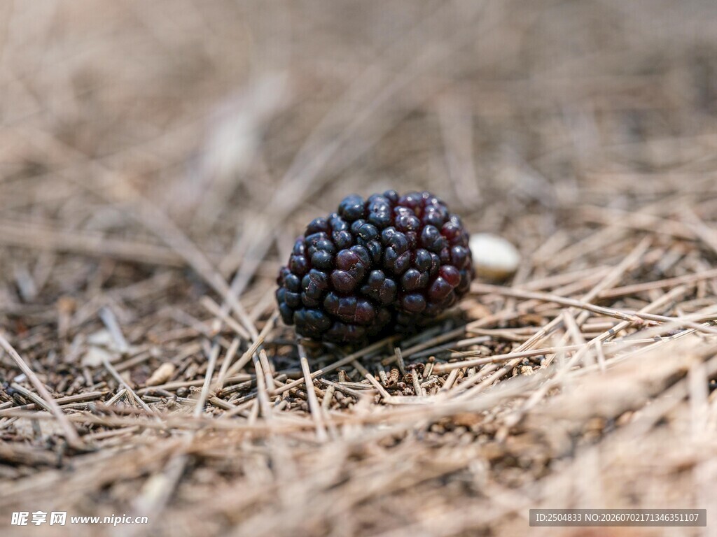 地上的一颗黑桑葚