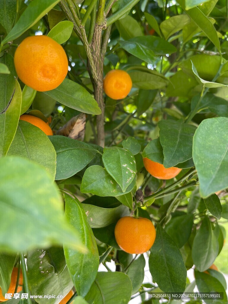 枝头挂满金黄的成熟橘子