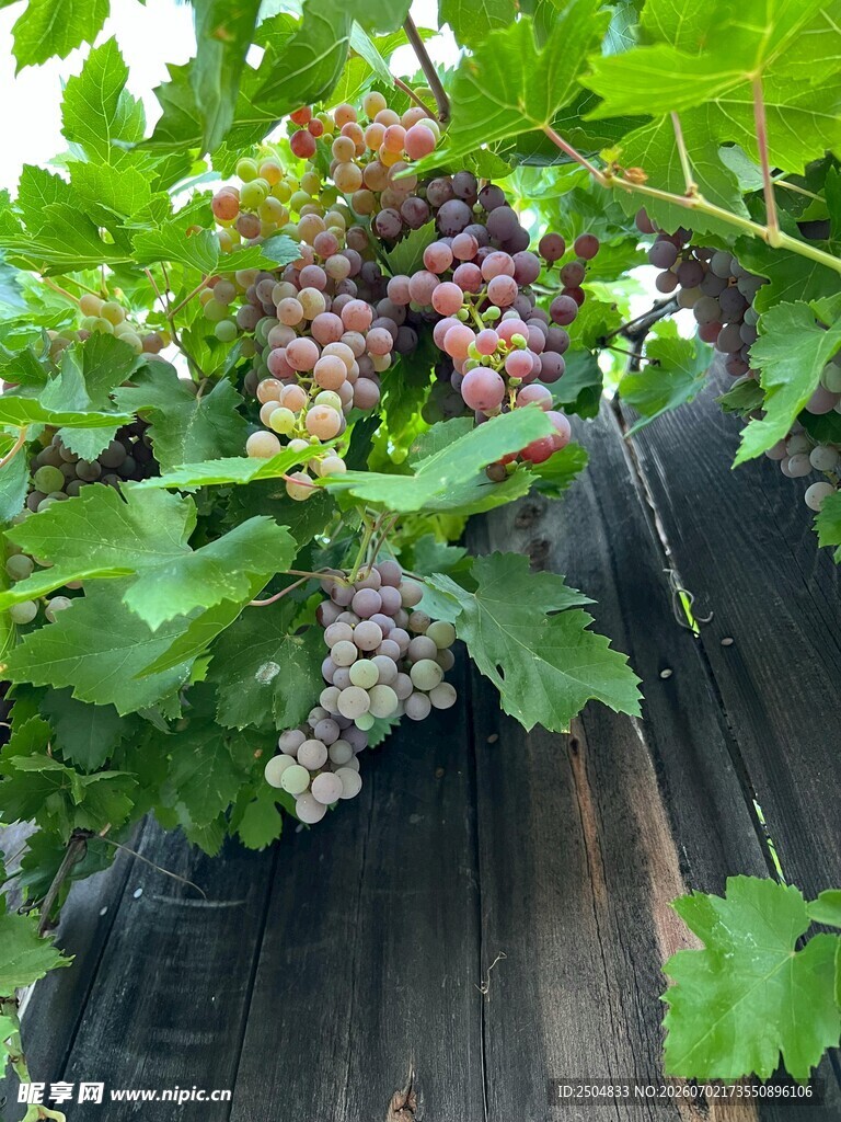 木架上的紫绿相间葡萄串